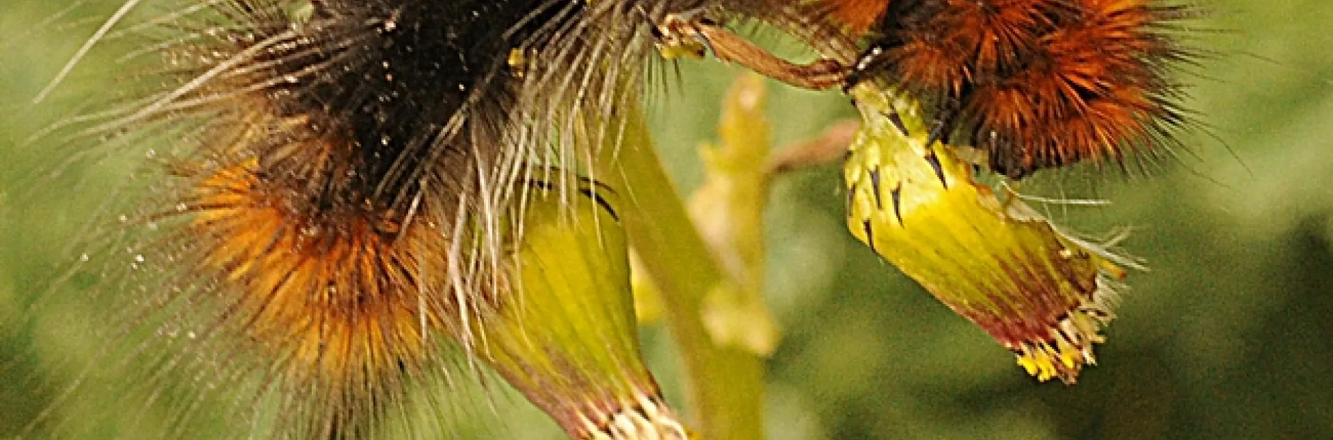 A wooly bear caterpillar munching on foliage at the Bodega Head. (Photo by Kathy Keatley Garvey)