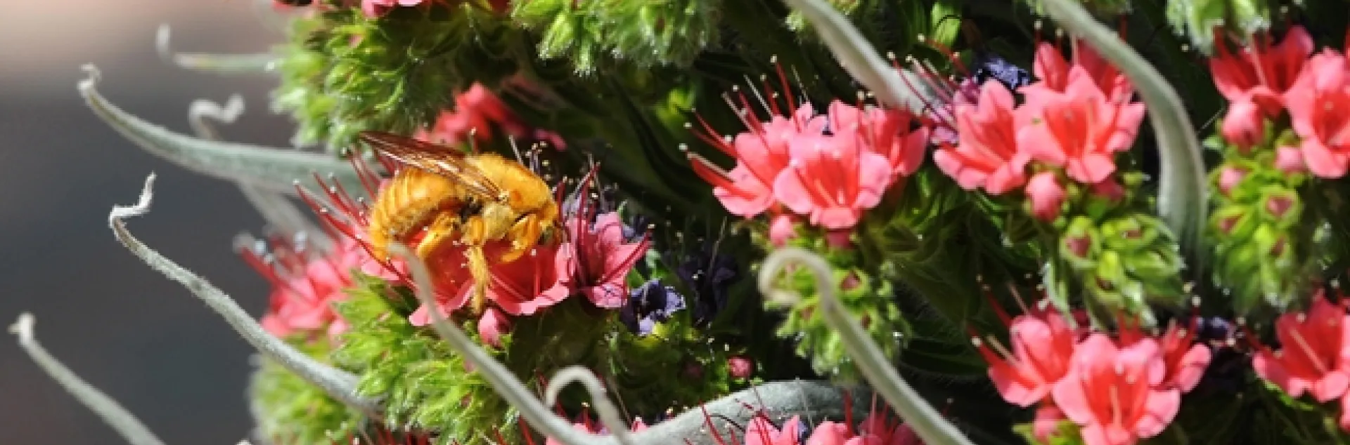 Honey bee and male carpenter bee (Xylocopa varipuncta) on tower of jewels (Echium wildpretii). (Photo by Kathy Keatley Garvey)