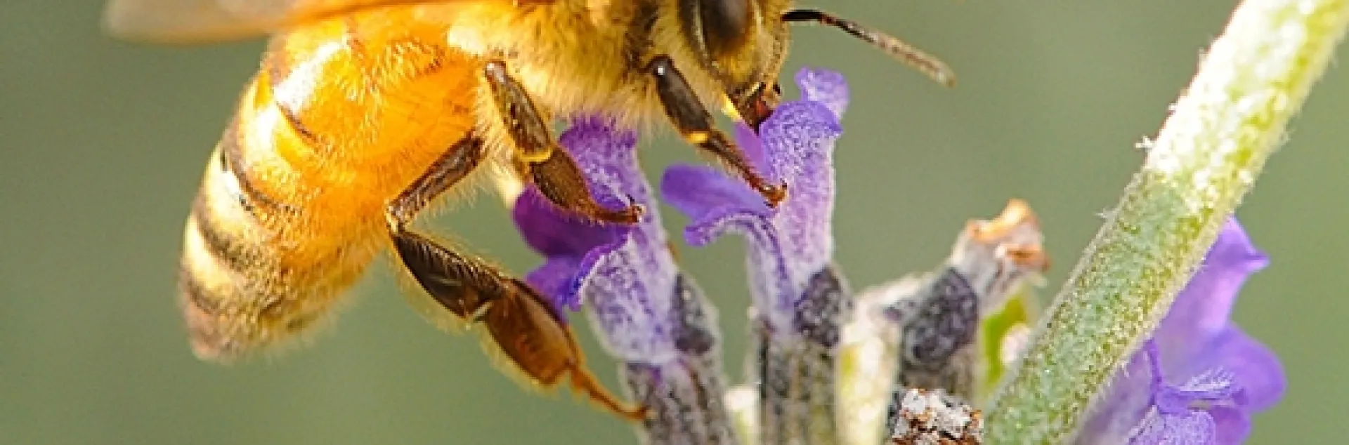 Honey bee on lavender. (Photo by Kathy Keatley Garvey)