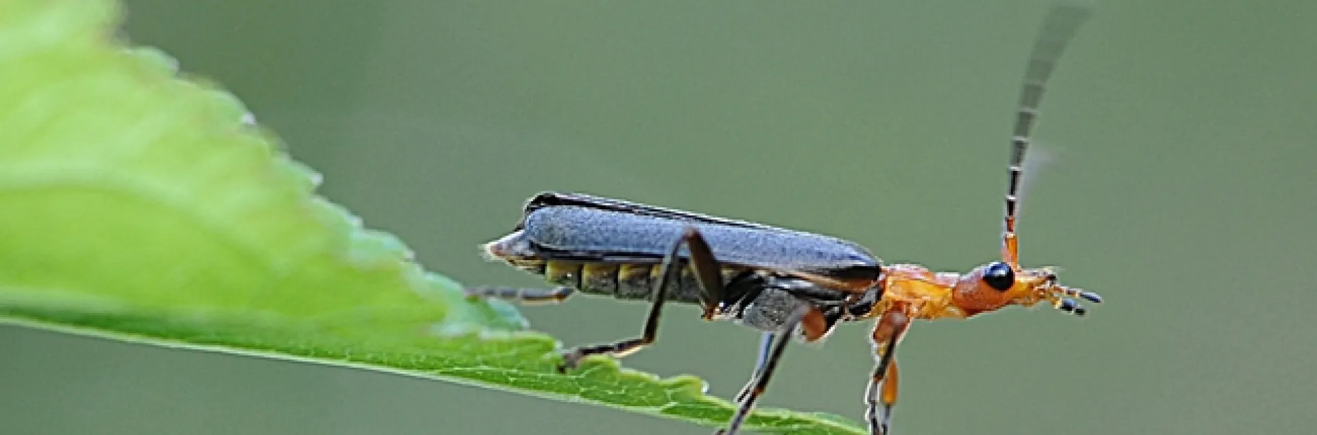 Soldier beetle (family Cantharidae) runs out of room. (Photo by Kathy Keatley Garvey)