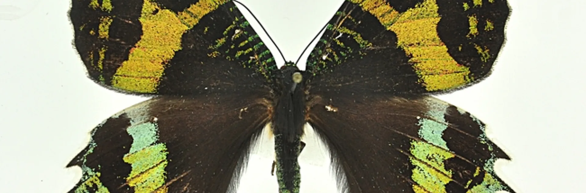 Chrysiridia rhipheus at the Bohart Museum of Entomology.