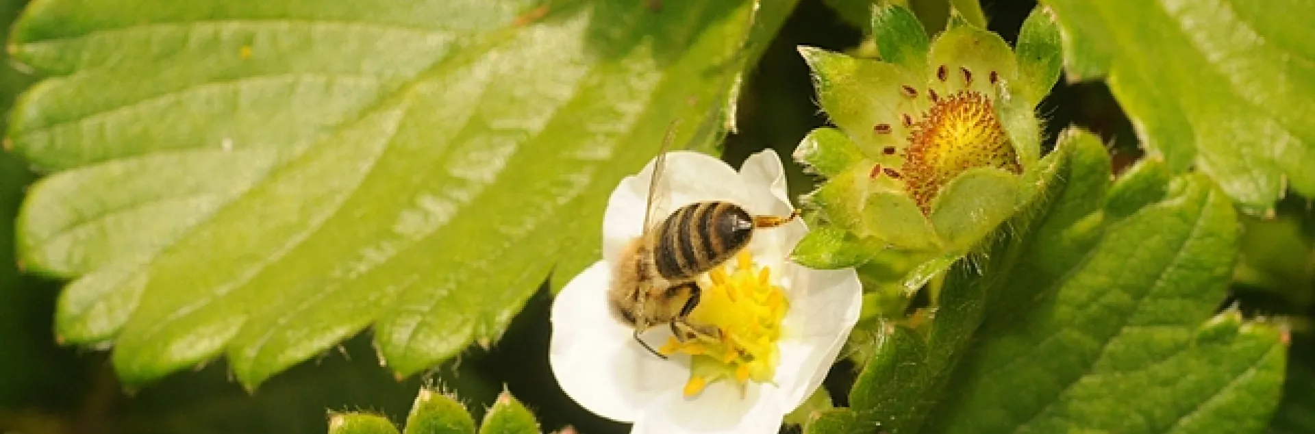 Honey bee foraging on strawberry plant in Haagen-Dazs Honey Bee Haven. (Photo by Kathy Keatley Garvey)