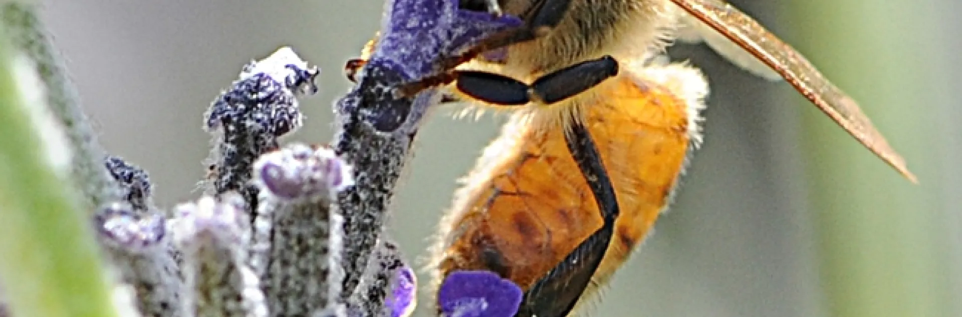 Italian honey bee foraging on lavender. (Photo by Kathy Keatley Garvey)