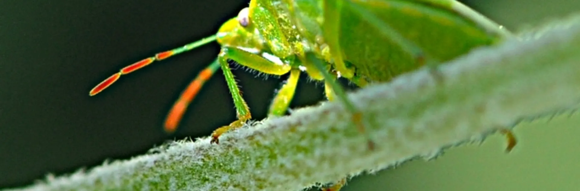 Redshouldered stink bug on a lavender stem. (Photo by Kathy Keatley Garvey)