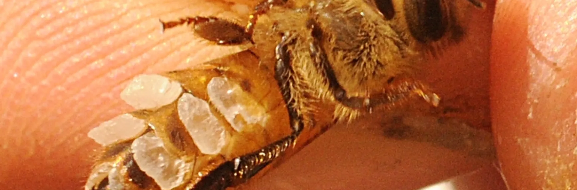 Flakes of wax on a wax builder. (Photo by Kathy Keatley Garvey)