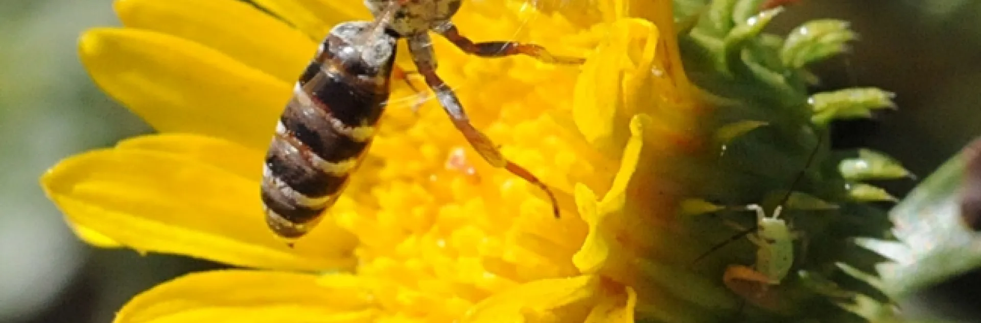 Cuckoo bee on gum plant in Yolo County hedgerow. (Photo by Kathy Keatley Garvey)
