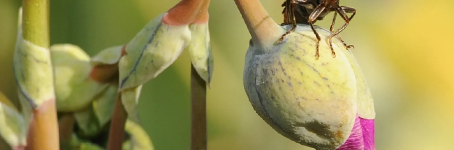 Soldier beetle (famiy Cantharidae) perched on rock purslane bud. (Photo by Kathy Keatley Garvey)