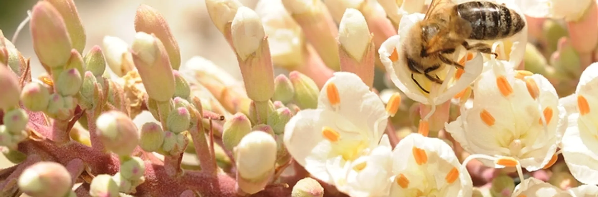 Honey bee foraging on buckeye blossoms. (Photo by Kathy Keatley Garvey)