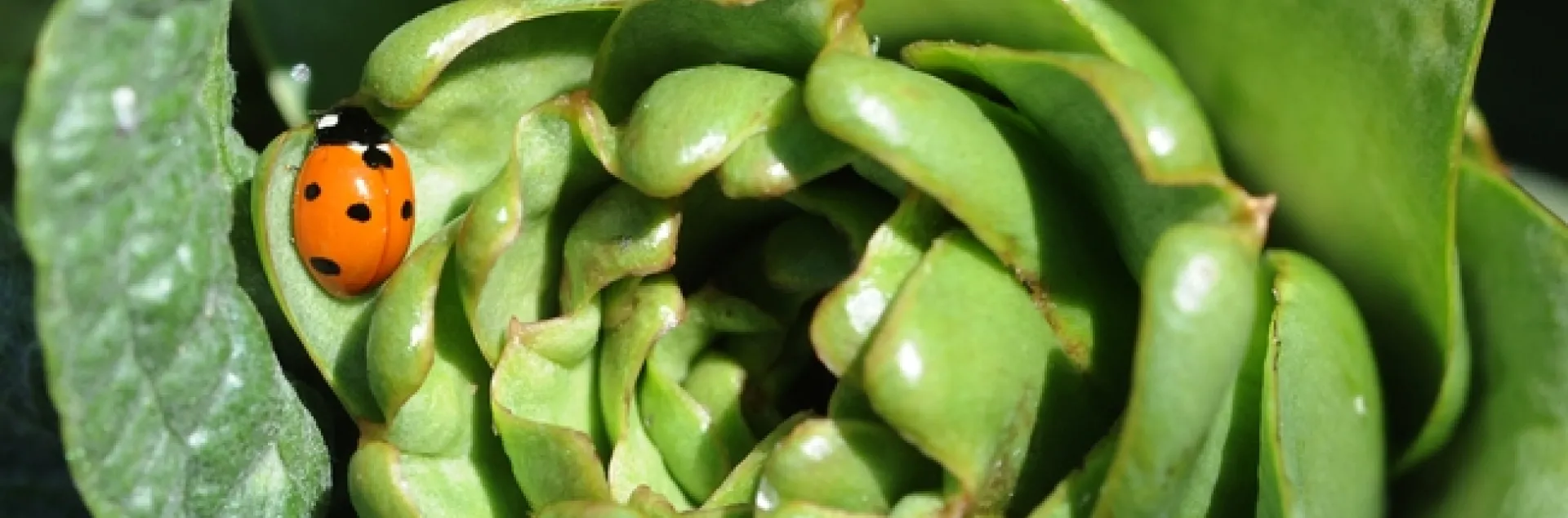 Ladybug looking for food on an artichoke. (Photo