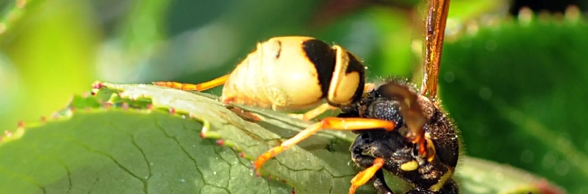 Solitary vespid foraging ndian hawthorn at the Benicia marina. (Photo by Kathy Keatley Garvey)