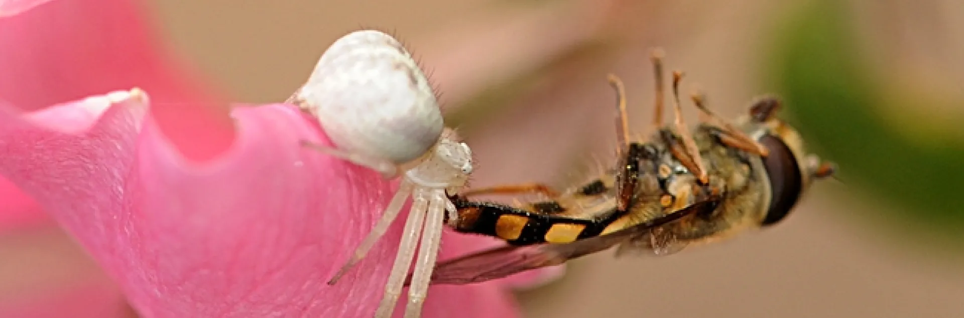 Crab spider nails a flower fly in the Haagen-Dazs Honey Bee Haven. (Photo by Kathy Keatley Garvey)
