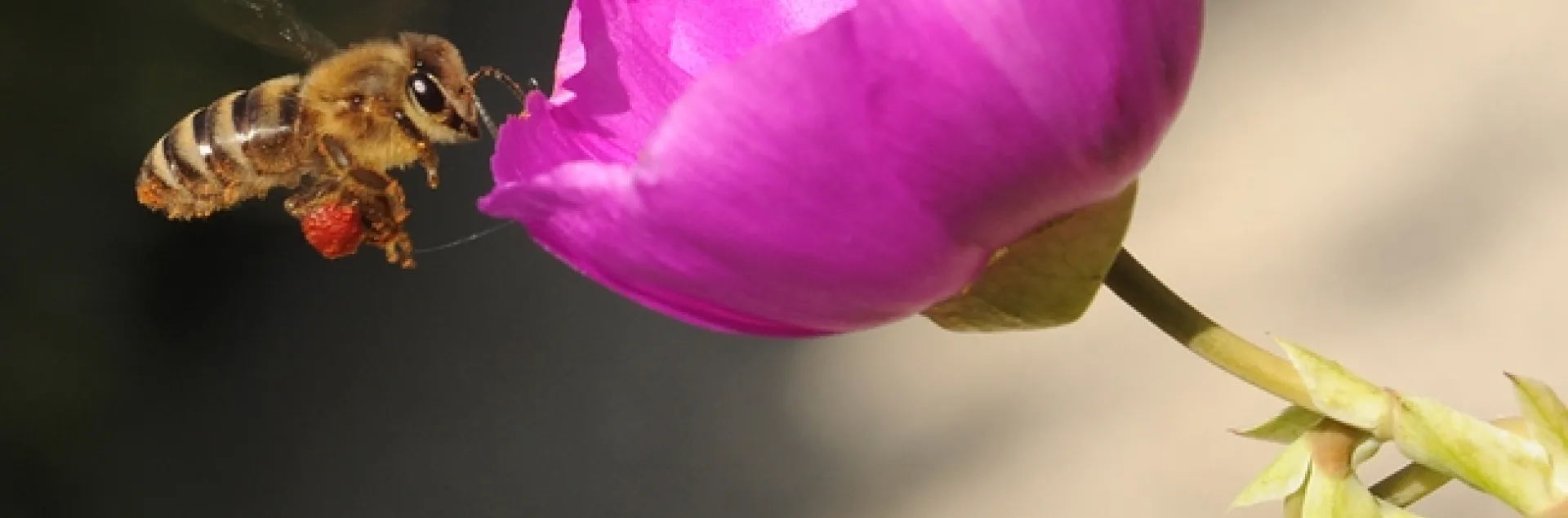Pollen-packing honey bee heading toward a rock purslane. (Photo by Kathy Keatley Garvey)