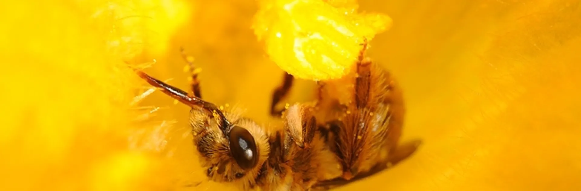 Male squash bee nestled inside a squash blossom. (Photo by Kathy Keatley Garvey)