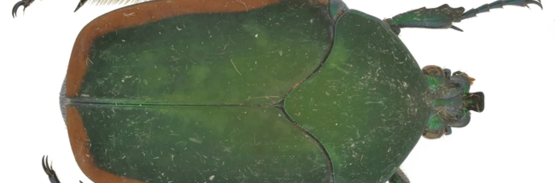 June bug, aka fig beetle (Cotinus mutabilis) at the Bohart Museum of Entomology. (Photo by Andrew Richards)