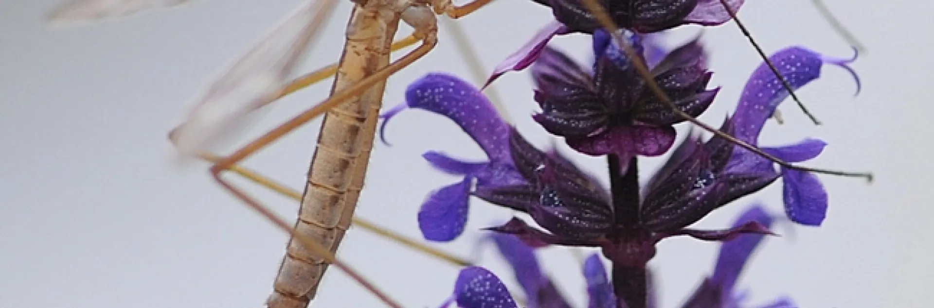 Crane fly resting on salvia. (Photo by Kathy Keatley Garvey)