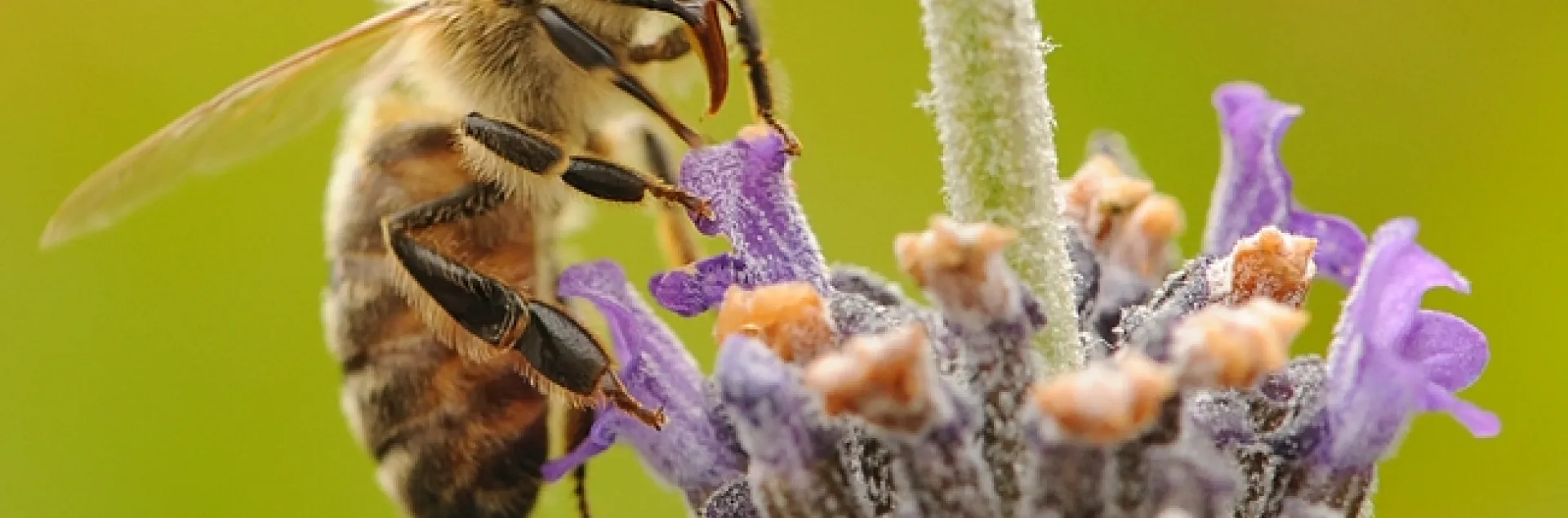 Honey bee nectaring on lavender. A UCSF team just discovered four new honey bee viruses. (Photo by Kathy Keatley Garvey