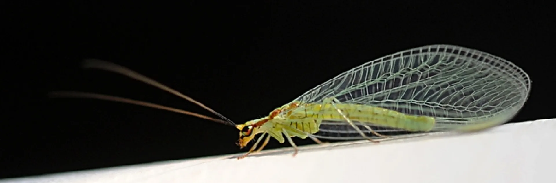 Copper eyes of a green lacewing glow in the late afternoon sun. (Photo by Kathy Keatley Garvey)