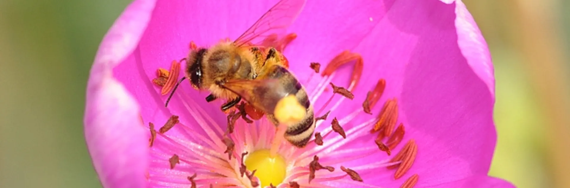 Pollen-packing honey bee heads toward a rock purslane blossom, already occupied by another worker. (Photo by Kathy Keatley Garvey)
