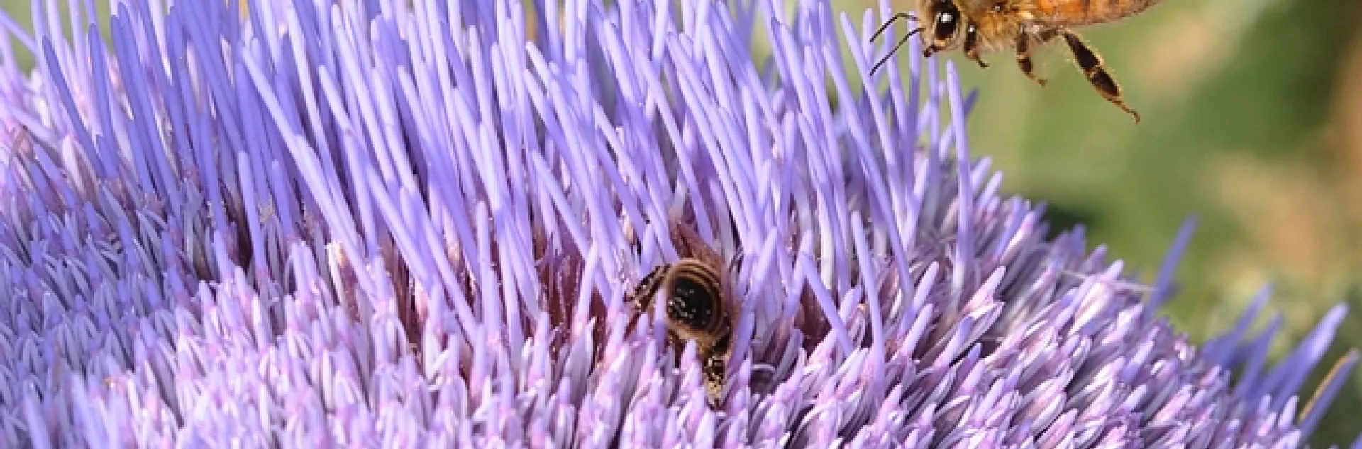 Honey bee heads for flowering artichoke in the Haagen-Dazs Honey Bee Haven at UC Davis. Photo by Kathy Keatley Garvey)