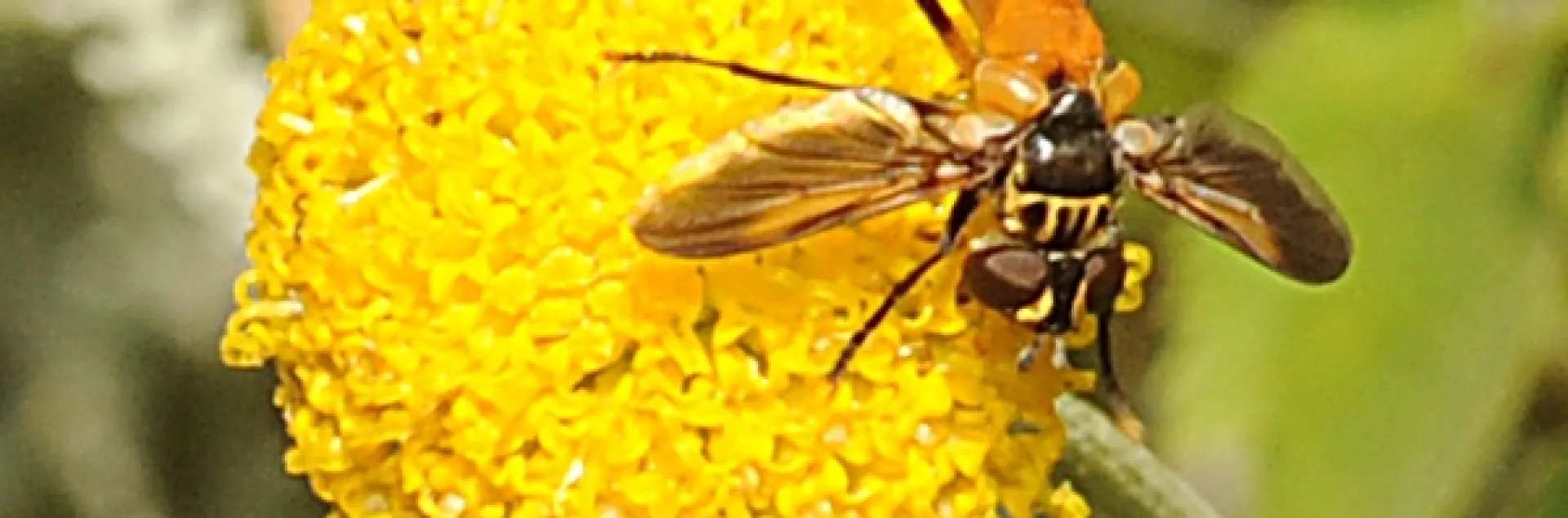 Distinctively colored tachinid fly, probably Trichopoda pennipes, on Santolina rosmarinifolia. (Photo by Kathy Keatley Garvey)