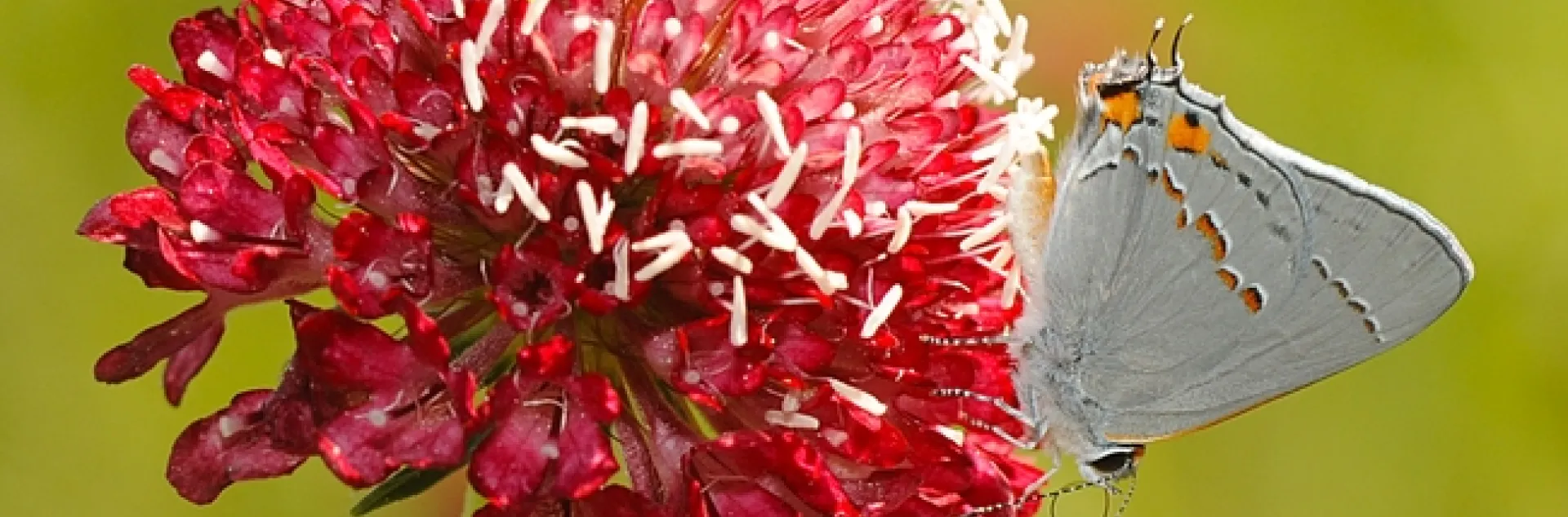Gray hairstreak (Strymon melinus) on a red pincushion flower (Scabiosa). (Photo by Kathy Keatley Garvey)