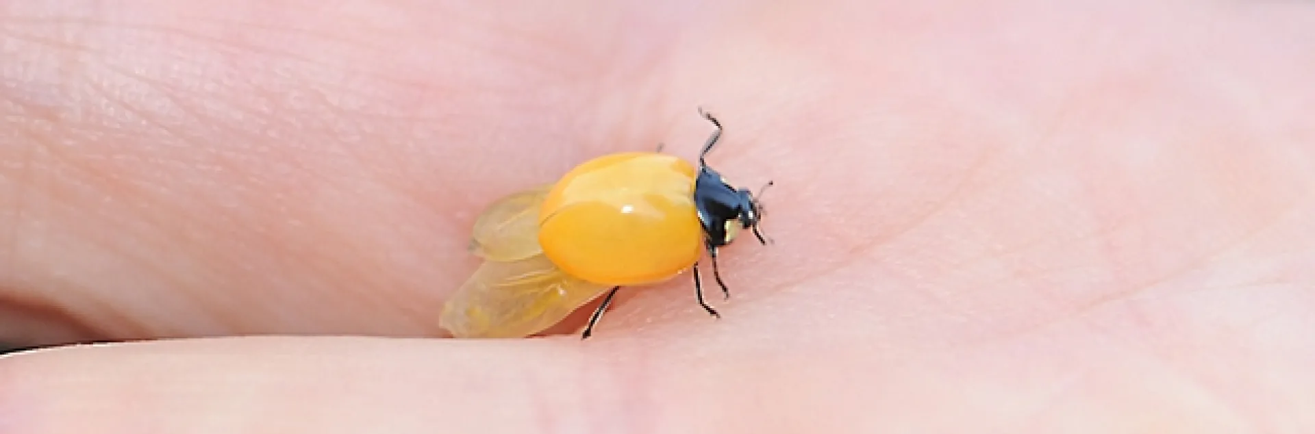 Golden ladybug, Coccinella septempunctata. (Photo by Kathy Keatley Garvey)