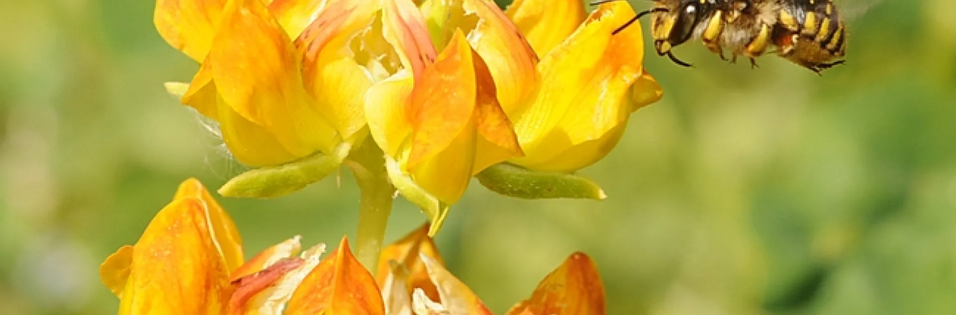 Female wool carder bee (Anthidium manicatum) heads for lupine at the Harry H. Laidlaw Jr. Honey Bee Research Facility at UC Davis. (Photo by Kathy Keatley Garvey)