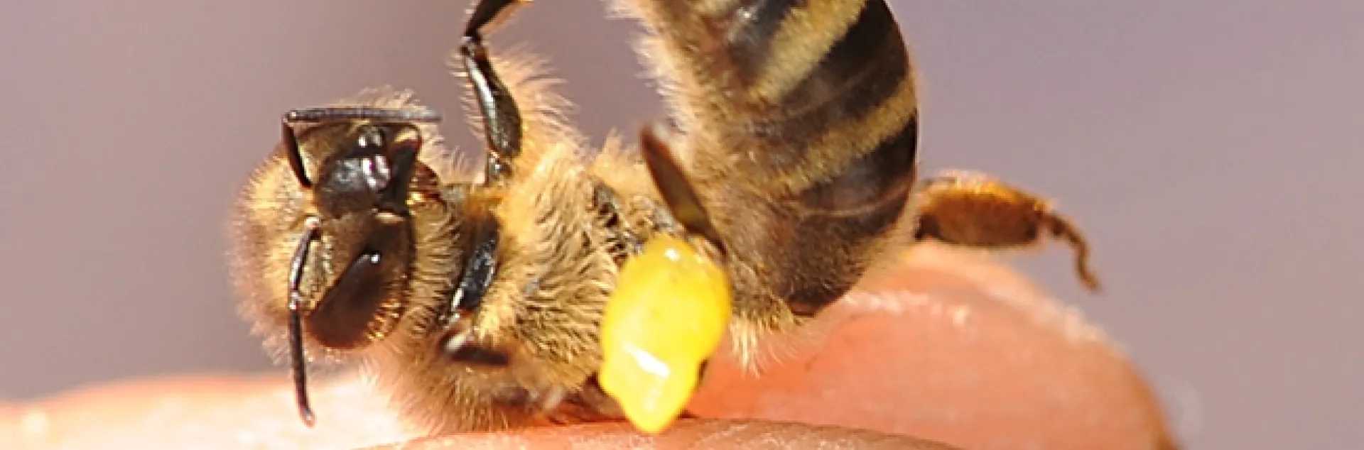 Honey bee with a load of propolis which her sisters later unloaded. (Photo by Kathy Keatley Garvey)