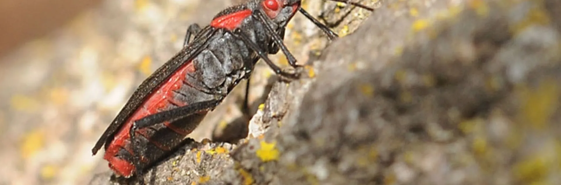 Soapberry bug on the UC Davis campus. (Photo by Kathy Keatley Garvey)