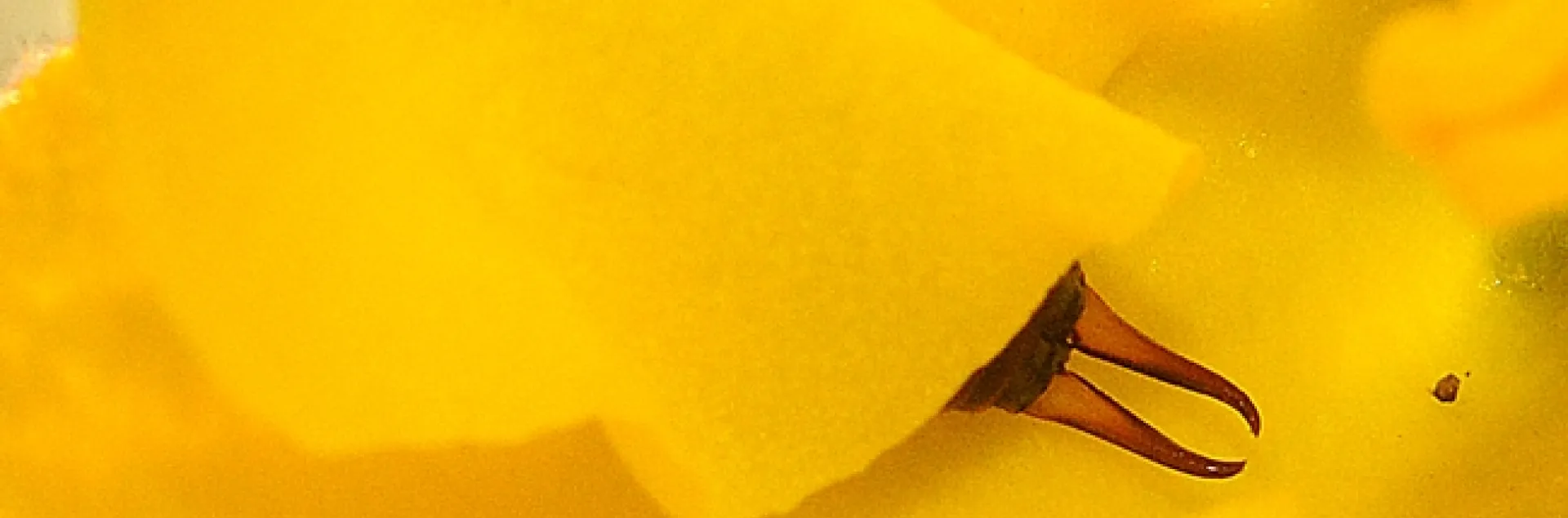 Tell-tale sign of an earwig. (Photo by Kathy Keatley Garvey)