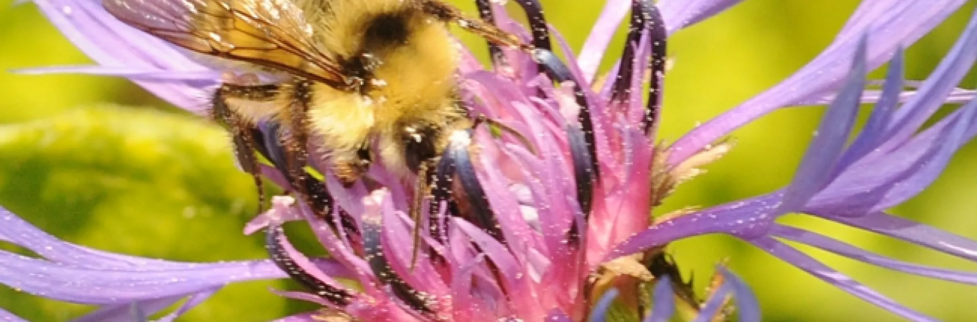 Male bumble bee (Bombus flavifrons) nectaring perennial cornflower (Centaurea montana). (Photo by Kathy Keatley Garvey)