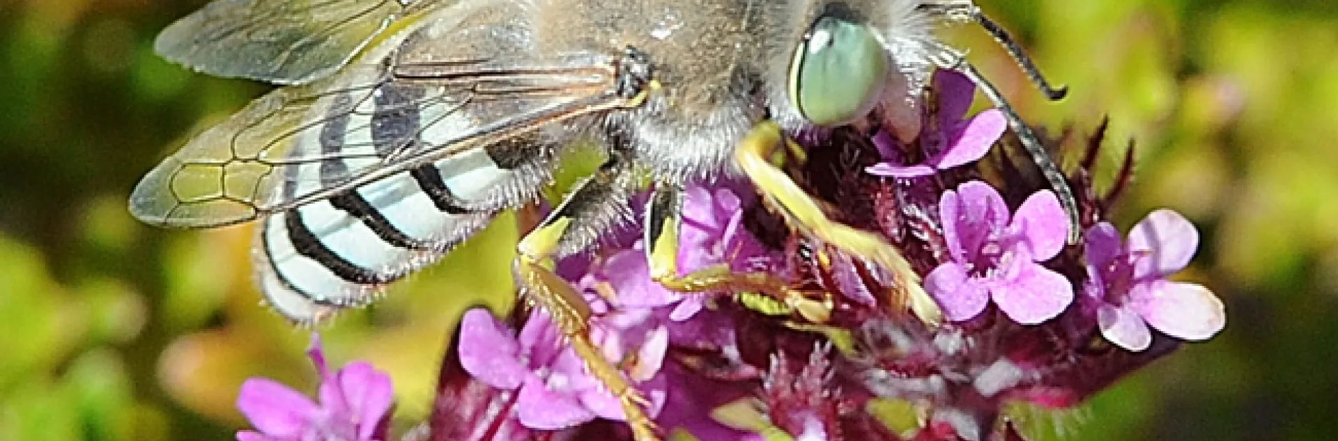 Sand wasp on red flowering thyme. (Photo by Kathy Keatley Garvey)