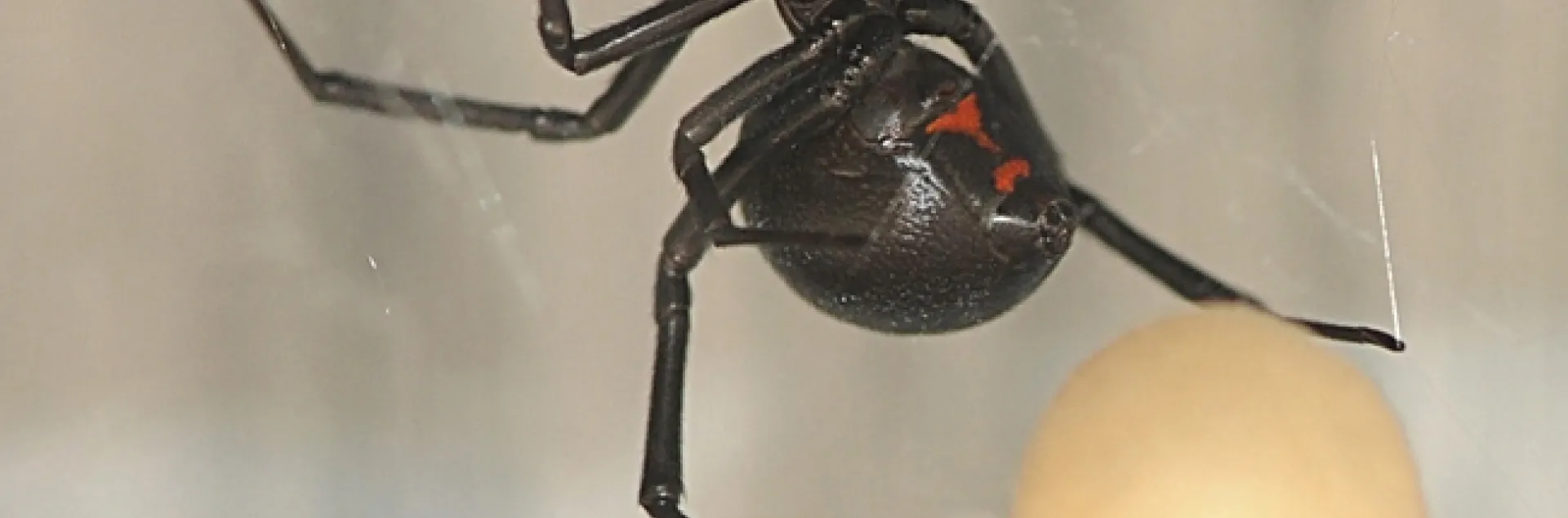 Female black widow spider guarding her egg sacs on the lip of a swimming pool. (Photo by Kathy Keatley Garvey)