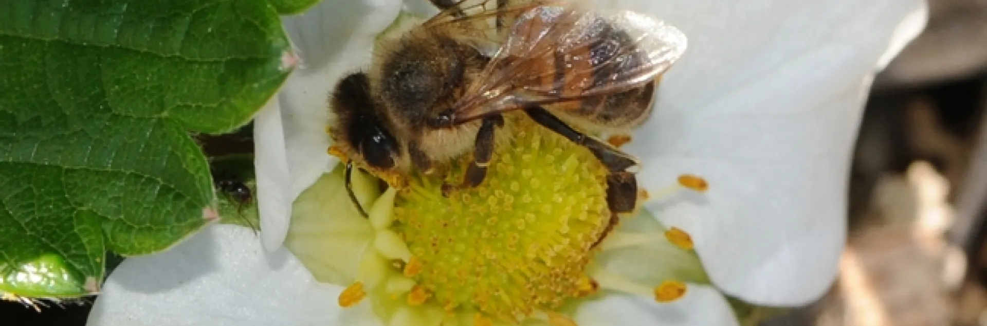 Honey bee pollinating a strawberry blossom. (Photo by Kathy Keatley Garvey)