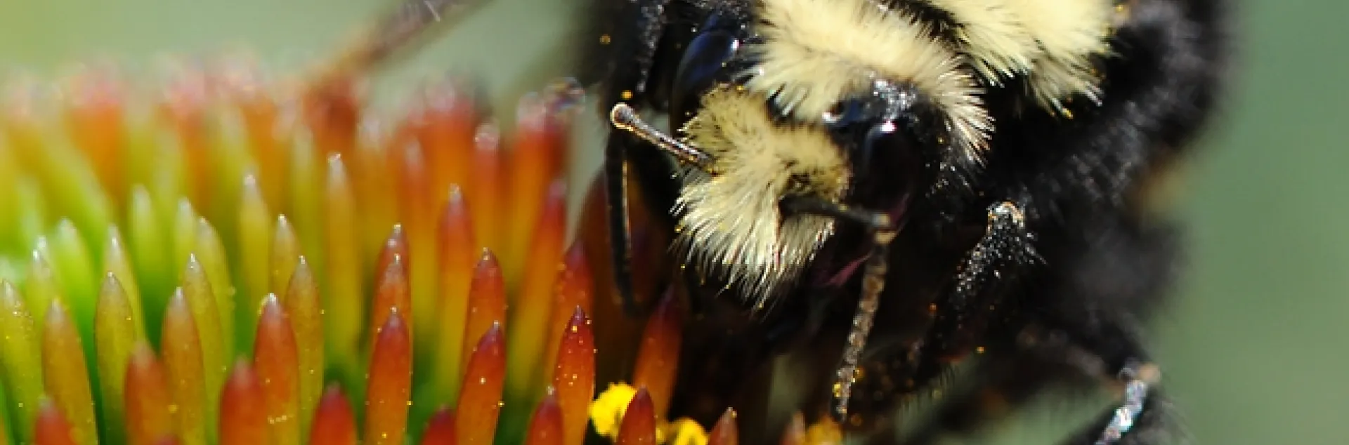 Yellow-faced bumble bee (Bombus vosnesenskii) foraging on a coneflower at UC Davis. (Photo by Kathy Keatley Garvey)