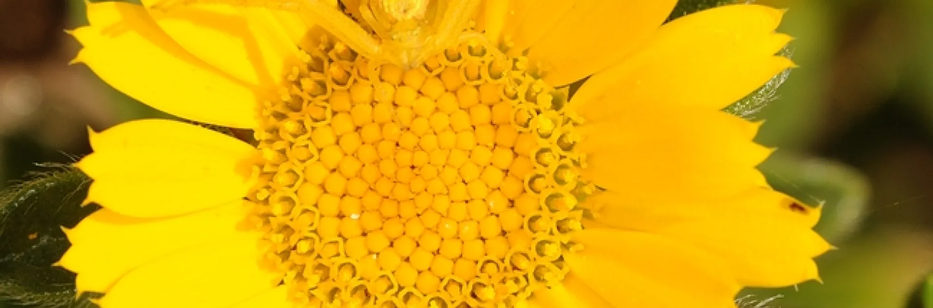 Camouflaged crab spider waits for prey on a gold coin. (Photo by Kathy Keatley Garvey)