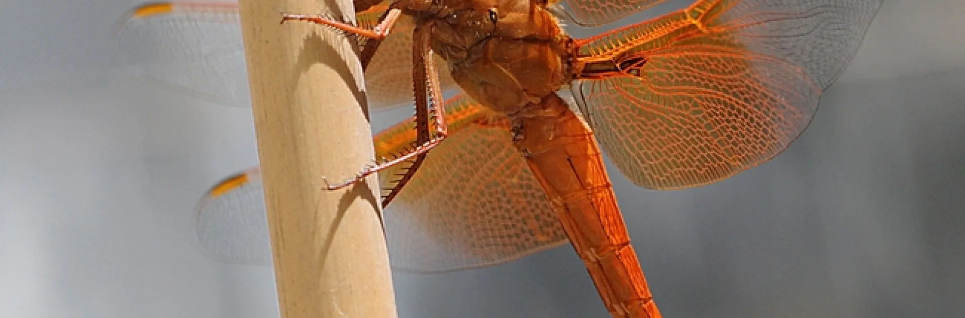 Flame skimmer (Libellula saturata) rests on a tomato stake after hunting prey over a fish pond. (Photo by Kathy Keatley Garvey)