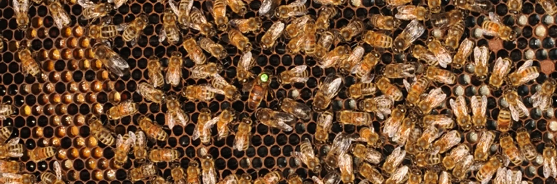 Inside the hive--every bee has a job to do. (Photo by Kathy Keatley Garvey)