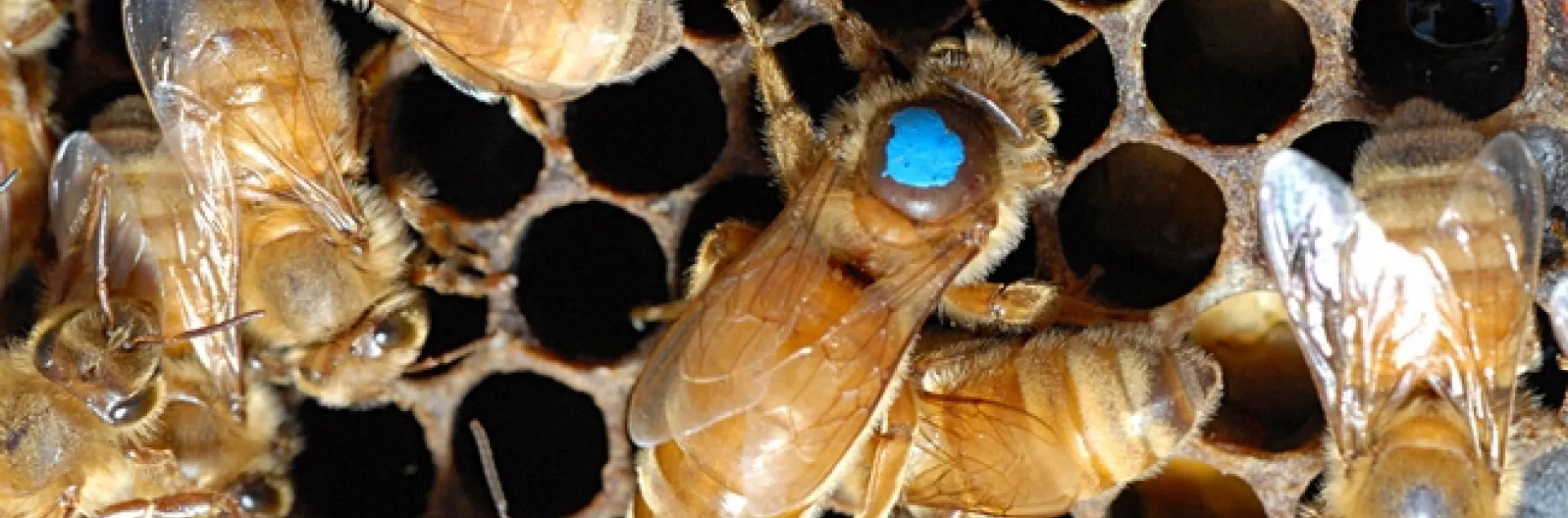 Queen bee, at the peak of her season, can lay about 2000 eggs a day. (Photo by Kathy Keatley Garvey)