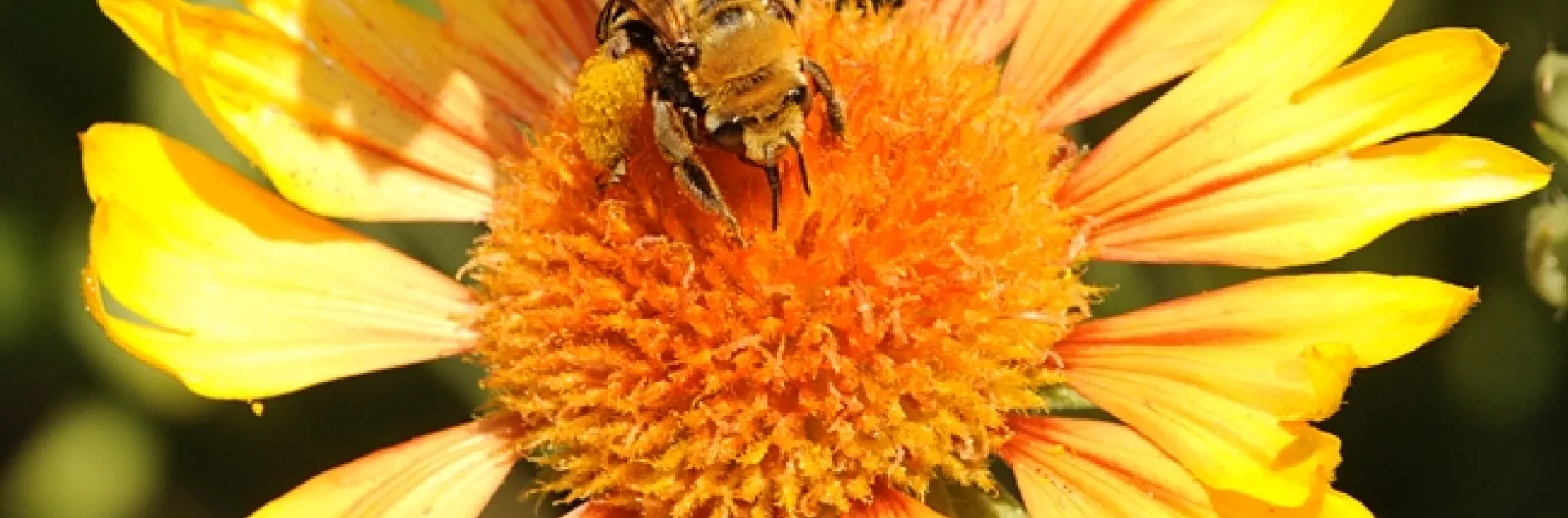 Sunflower bee, Svastra obliqua expurgata, on Gaillardia. (Photo by Kathy Keatley Garvey)