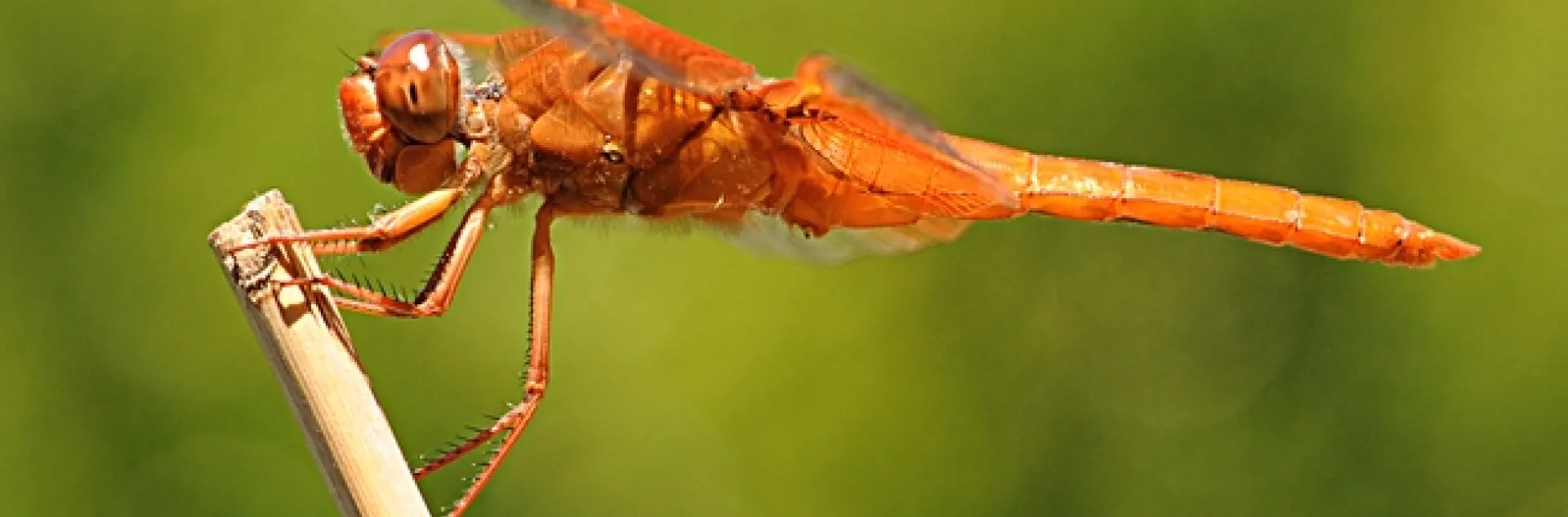 Flame skimmer perched on a bamboo stake. (Photo by Kathy Keatley Garvey)
