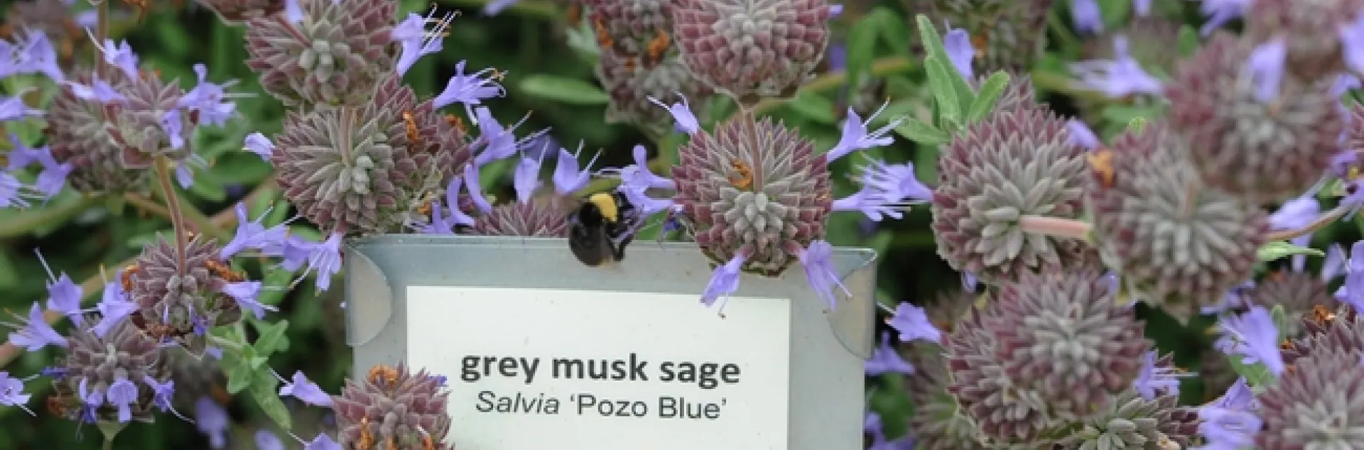 Black-faced bumble bee "posing" on grey musk sage. (Photo by Kathy Keatley Garvey)