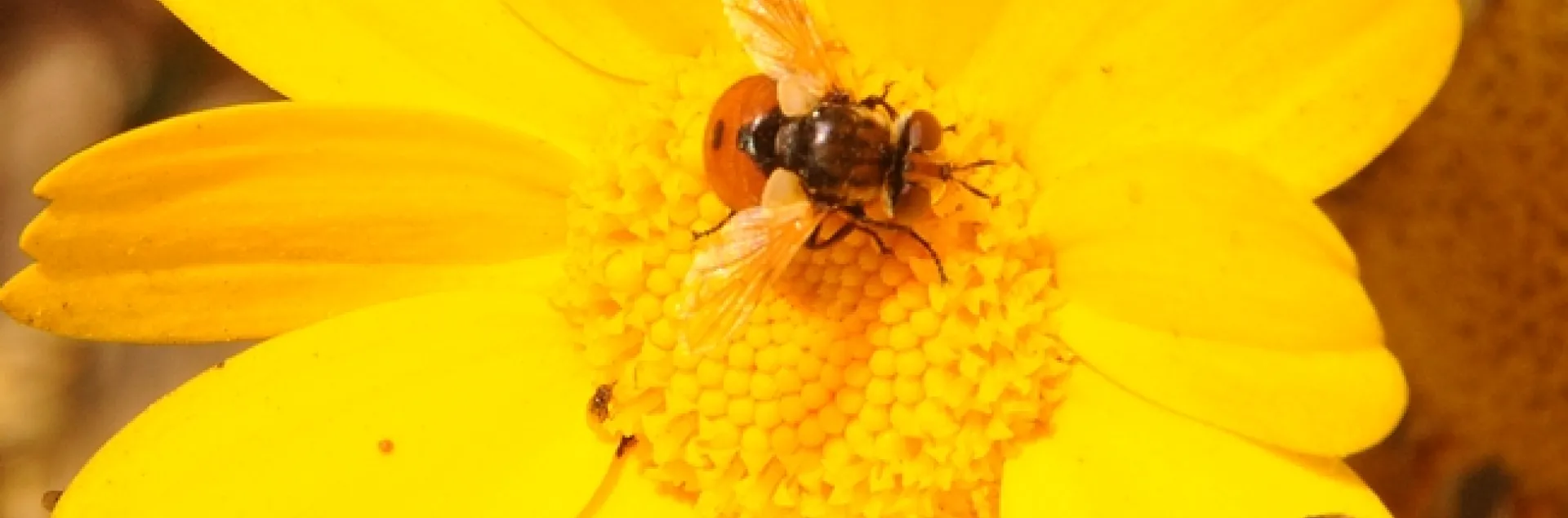 Short fat fly (genus Gymnosoma) on coreopsis at Fort Bragg. (Photo by Kathy Keatley Garvey)