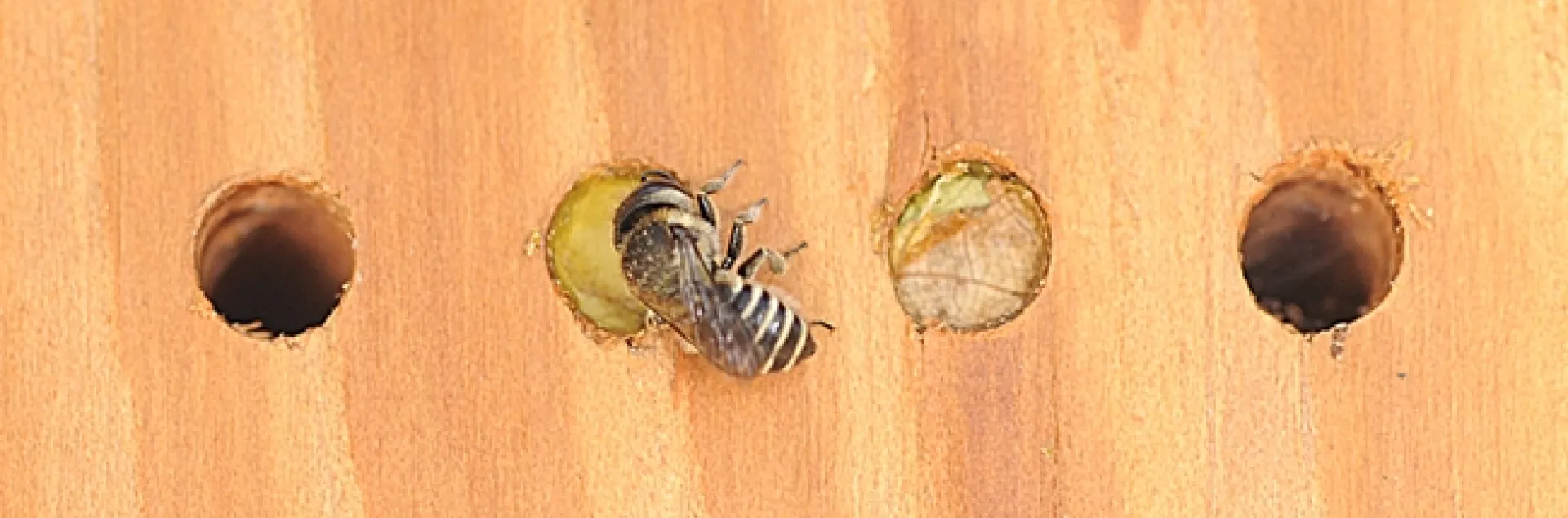 Two leafcutting bees (Megachile spp.) at their bee condo. (Photo by Kathy Keatley Garvey)