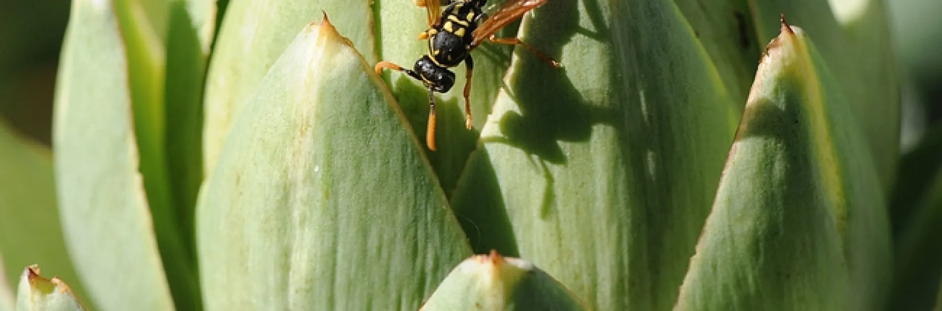 uropean paper wasp hunting for prey on an artichoke. (Photo by Kathy Keatley Garvey)