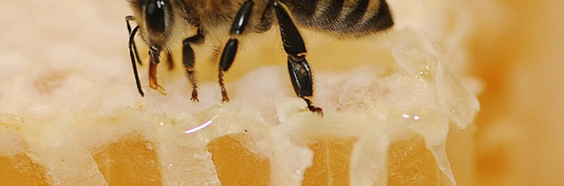 Honey bee on honey. (Photo by Kathy Keatley Garvey)