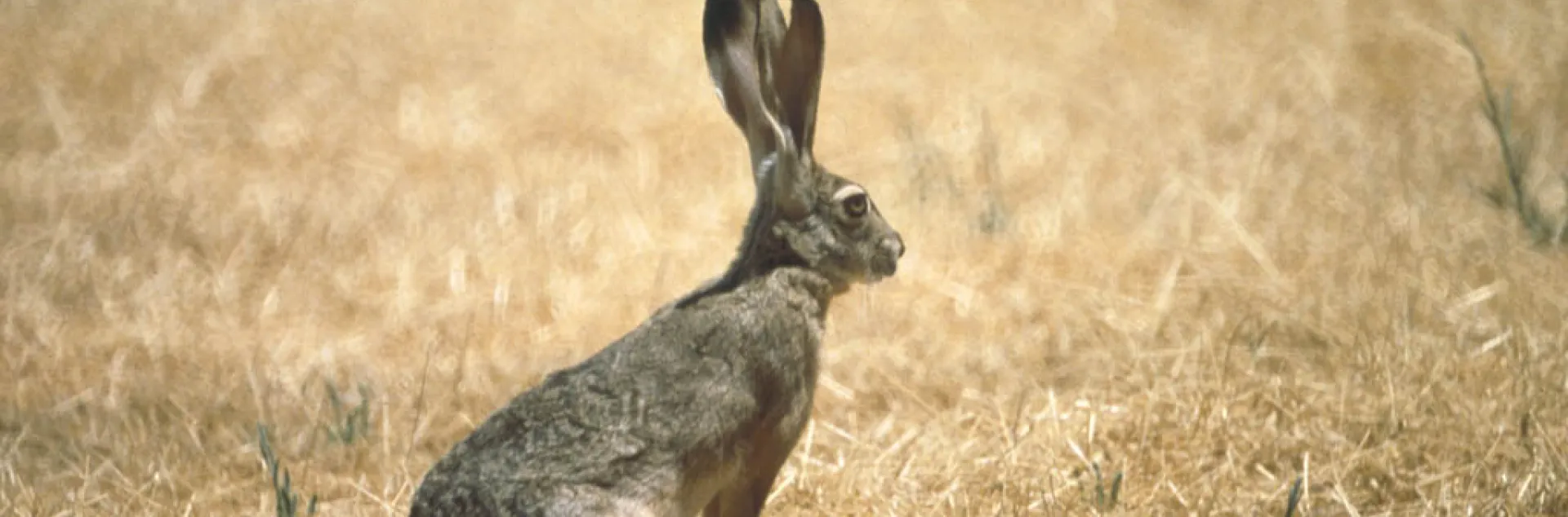 Jackrabbit