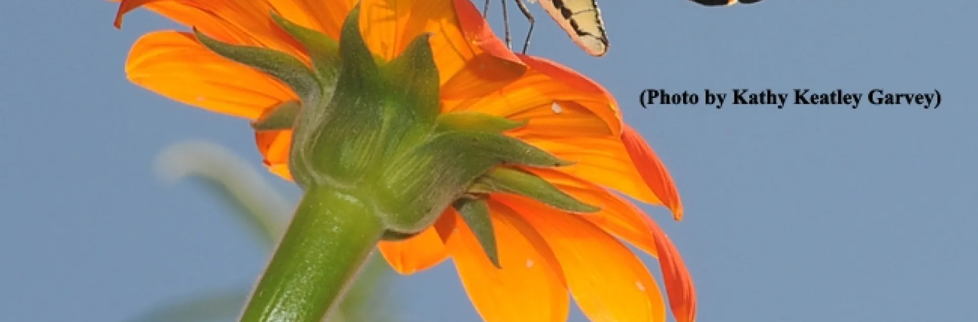 Western tiger swallowtail nectaring Mexican sunflowers. (Photo by Kathy Keatley Garvey)