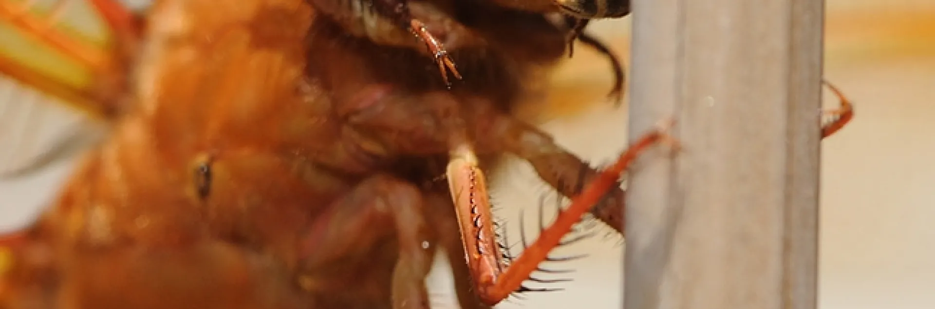 Flame skimmer munches on a female sweat bee of the genus Halictus. (Photo by Kathy Keatley Garvey)