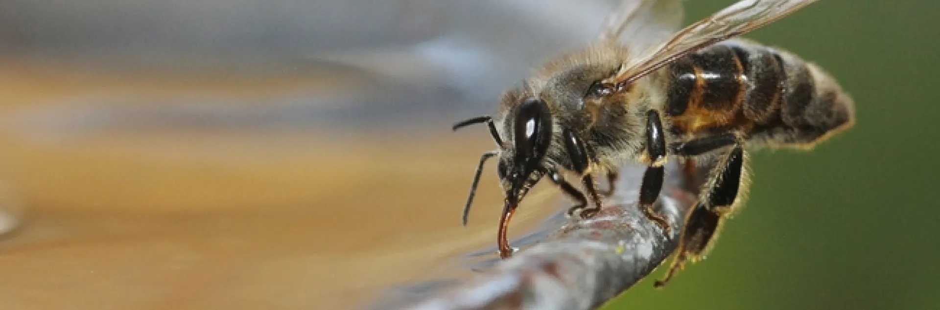 Honey bee drinking water. (Photo by Kathy Keatley Garvey)